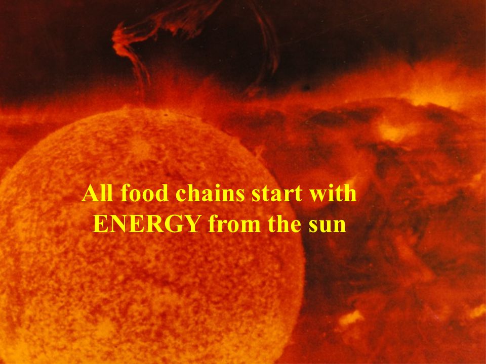 All food chains start with ENERGY from the sun