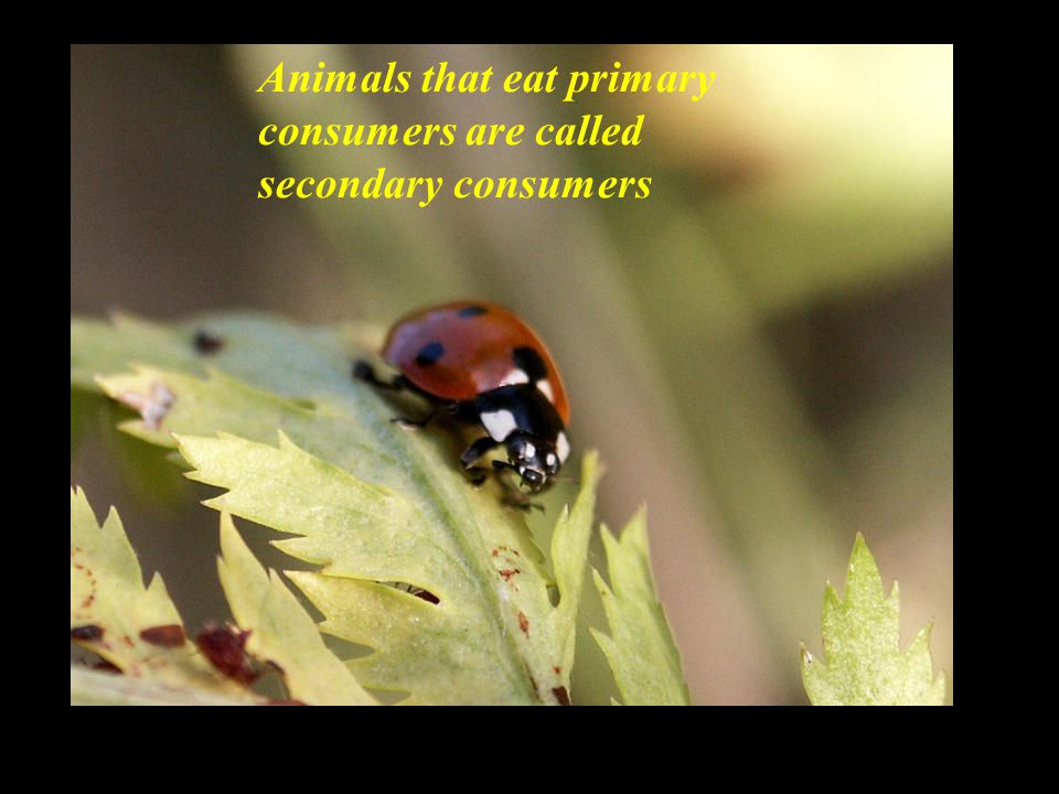 Animals that eat primary consumers are called secondary consumers