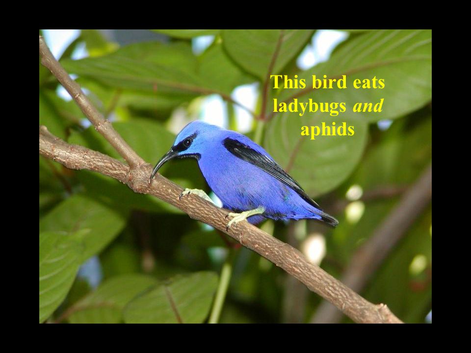 This bird eats ladybugs and aphids