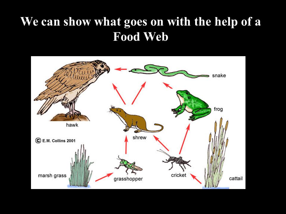 We can show what goes on with the help of a Food Web