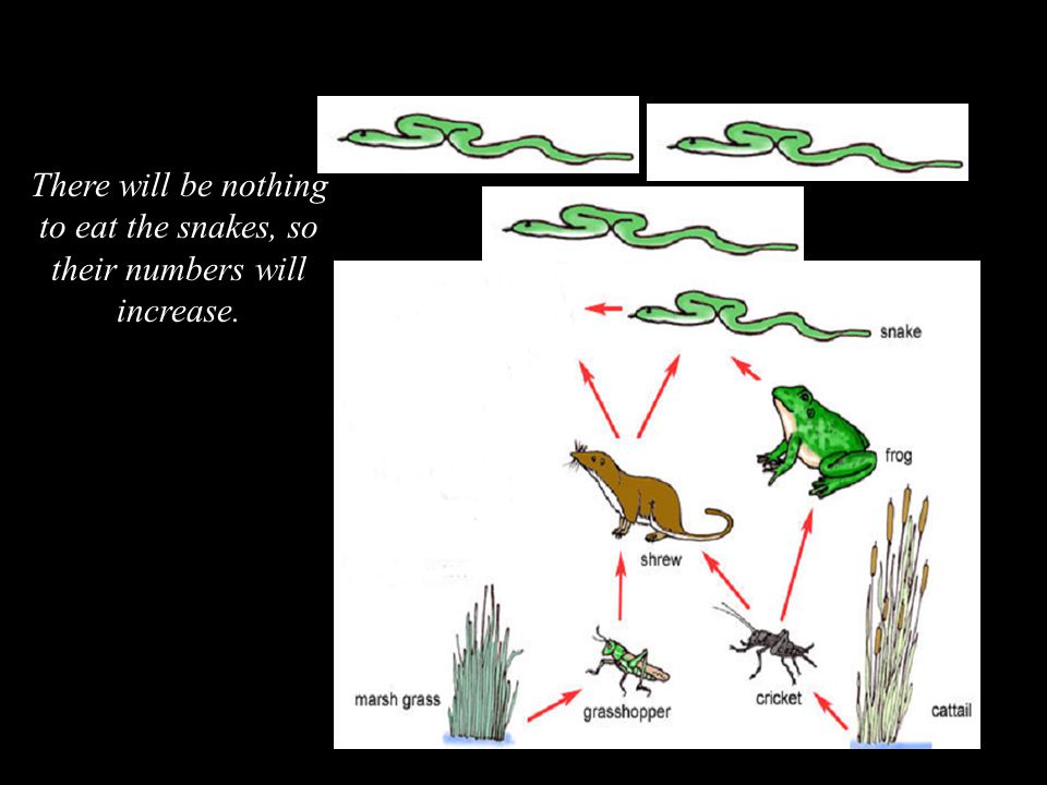 There will be nothing to eat the snakes, so their numbers will increase.