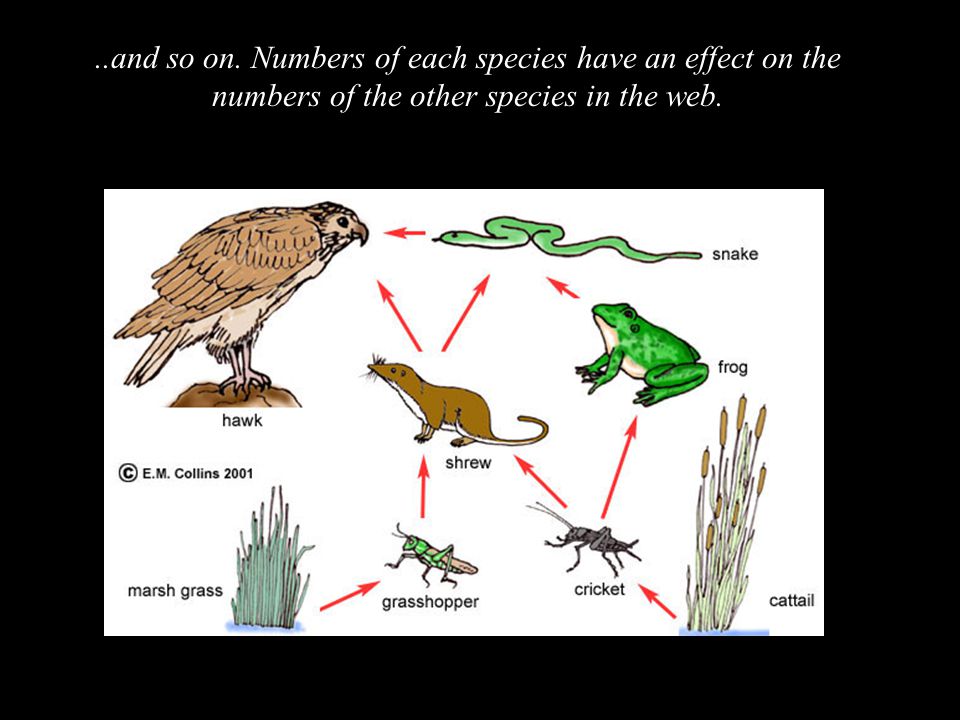 ..and so on. Numbers of each species have an effect on the numbers of the other species in the web.