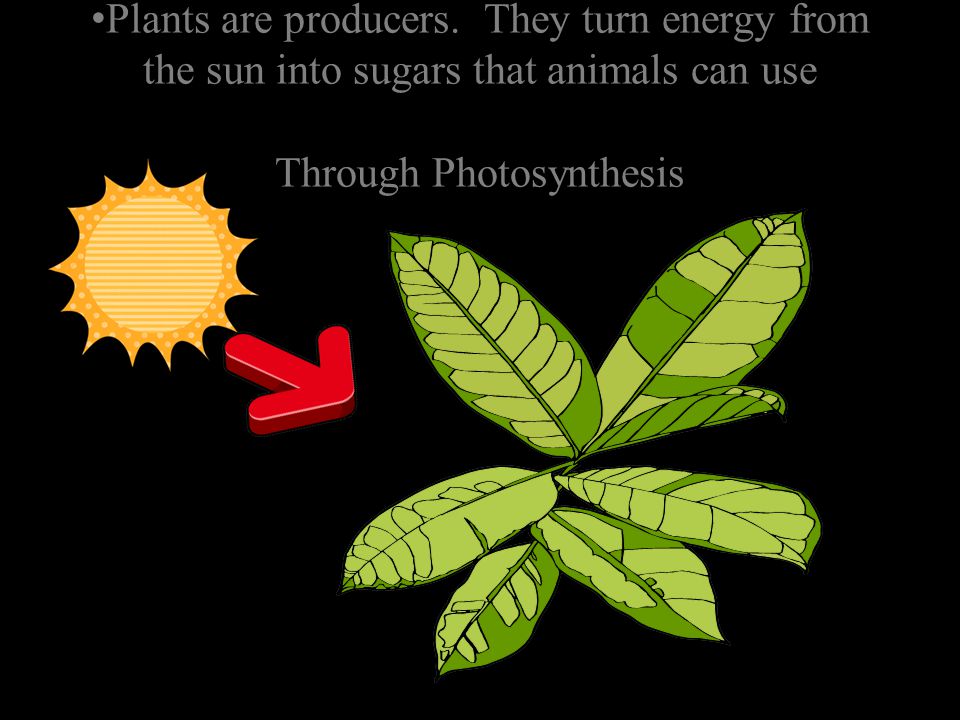 Plants are producers.