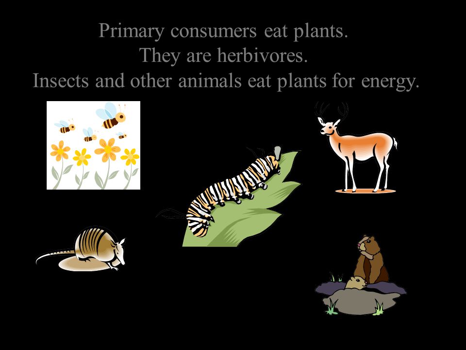 Primary consumers eat plants. They are herbivores