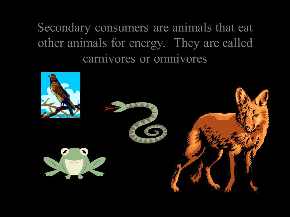 Secondary consumers are animals that eat other animals for energy
