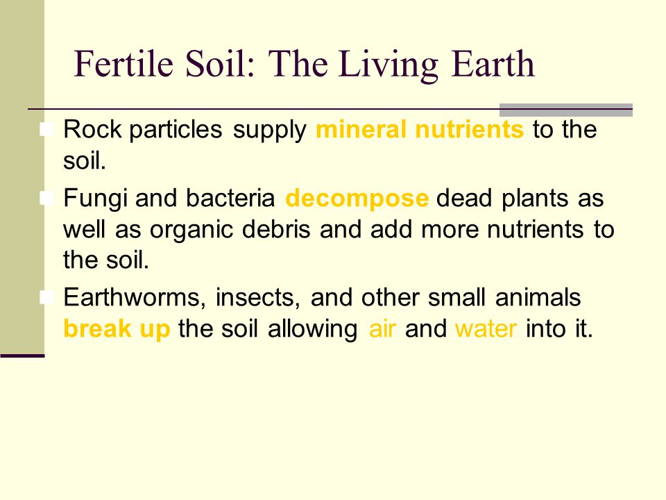 Fertile Soil: The Living Earth