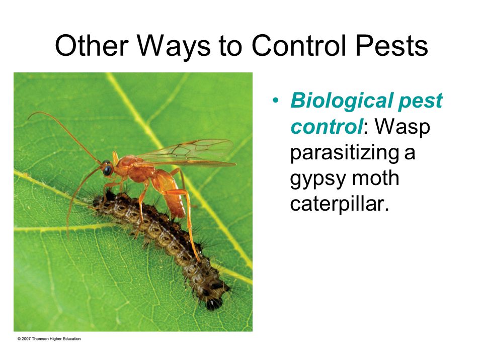Other Ways to Control Pests