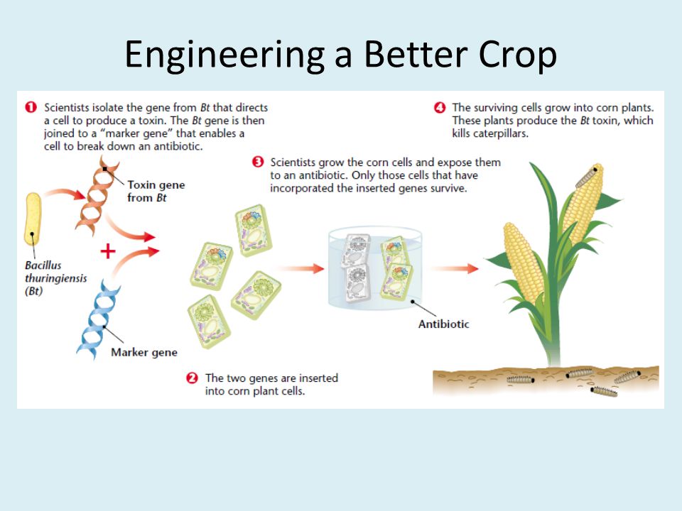 Engineering a Better Crop