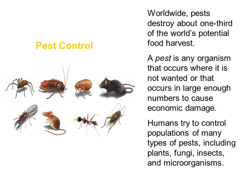 Worldwide, pests destroy about one-third of the world’s potential food harvest.
