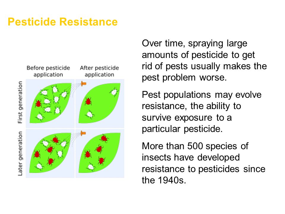 Pesticide Resistance Over time, spraying large amounts of pesticide to get rid of pests usually makes the pest problem worse.