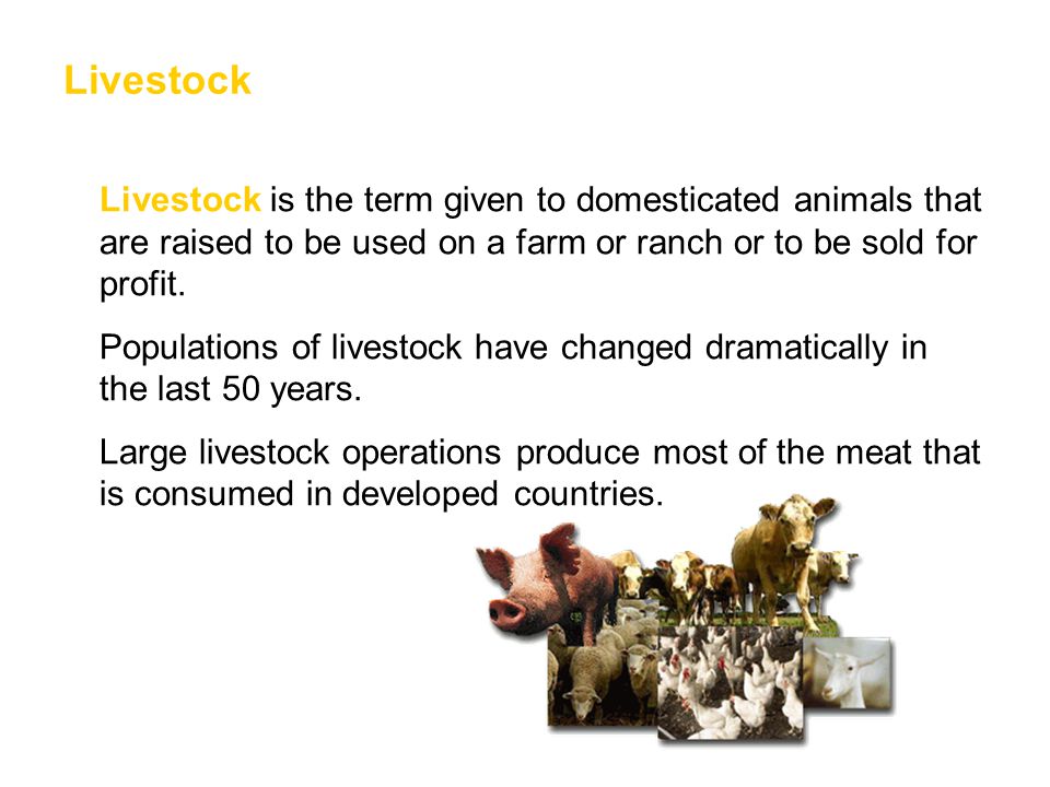 Livestock Livestock is the term given to domesticated animals that are raised to be used on a farm or ranch or to be sold for profit.