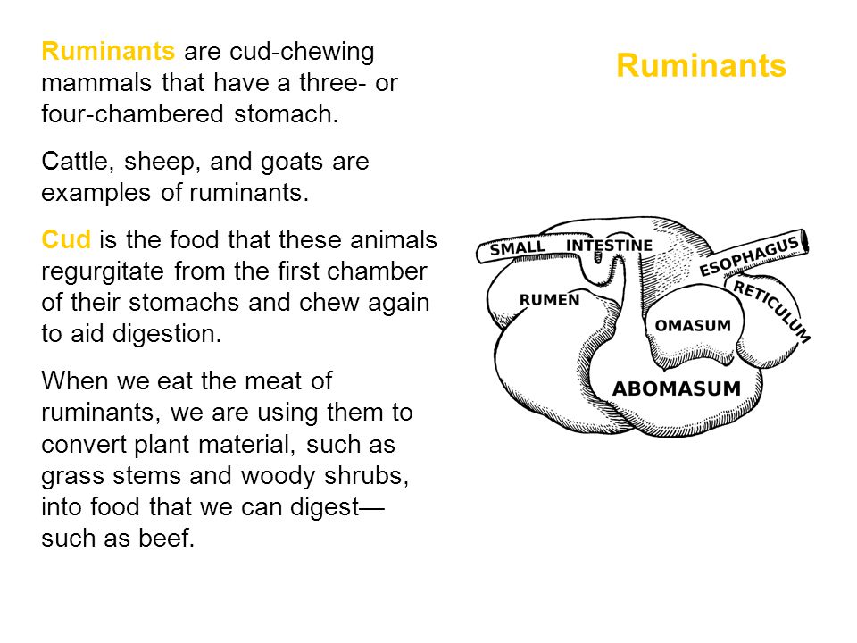 Ruminants are cud-chewing mammals that have a three- or four-chambered stomach.