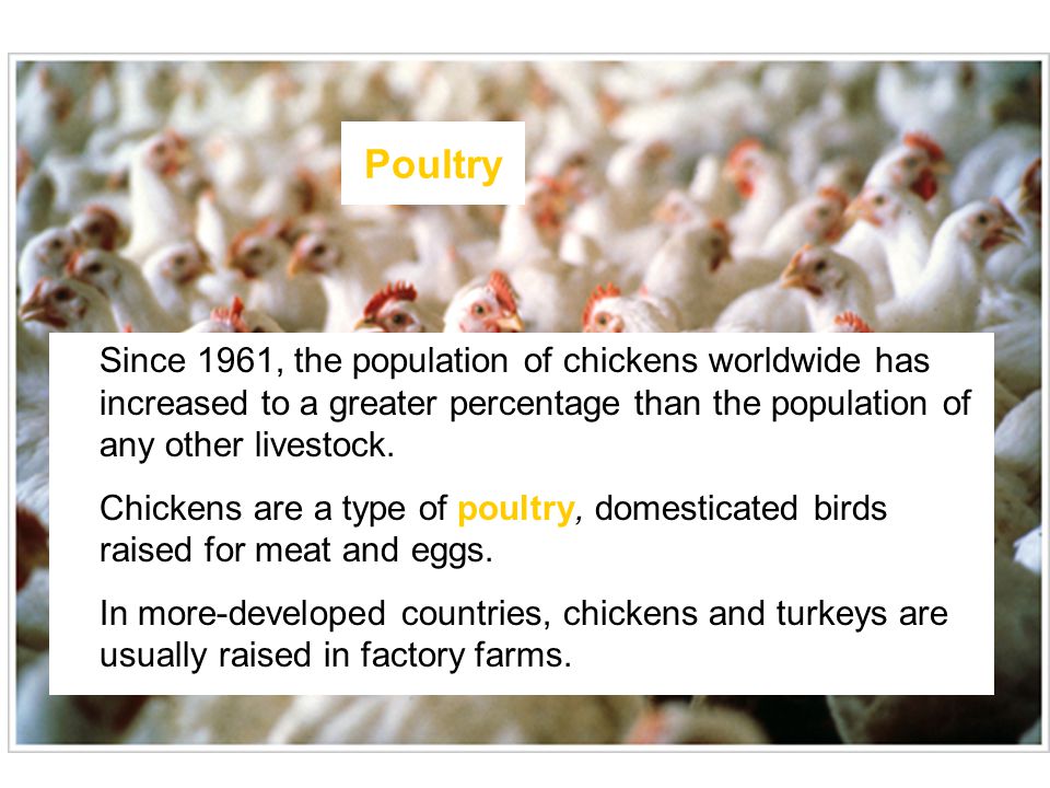 Poultry Since 1961, the population of chickens worldwide has increased to a greater percentage than the population of any other livestock.