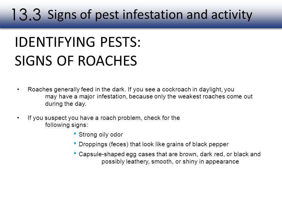 Signs of pest infestation and activity