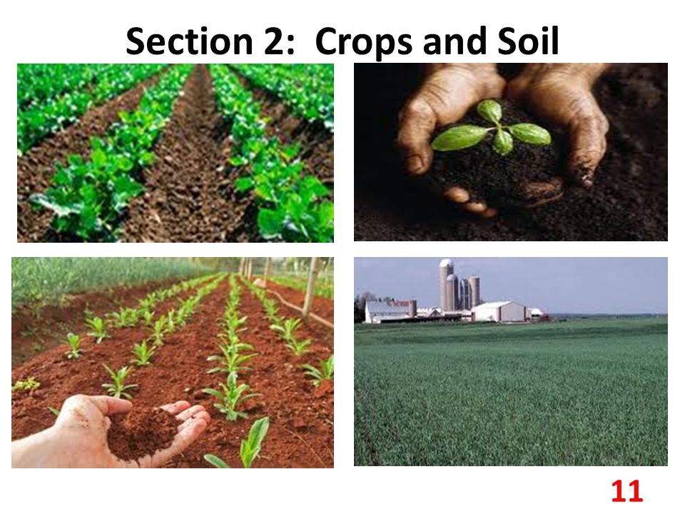 Section 2: Crops and Soil