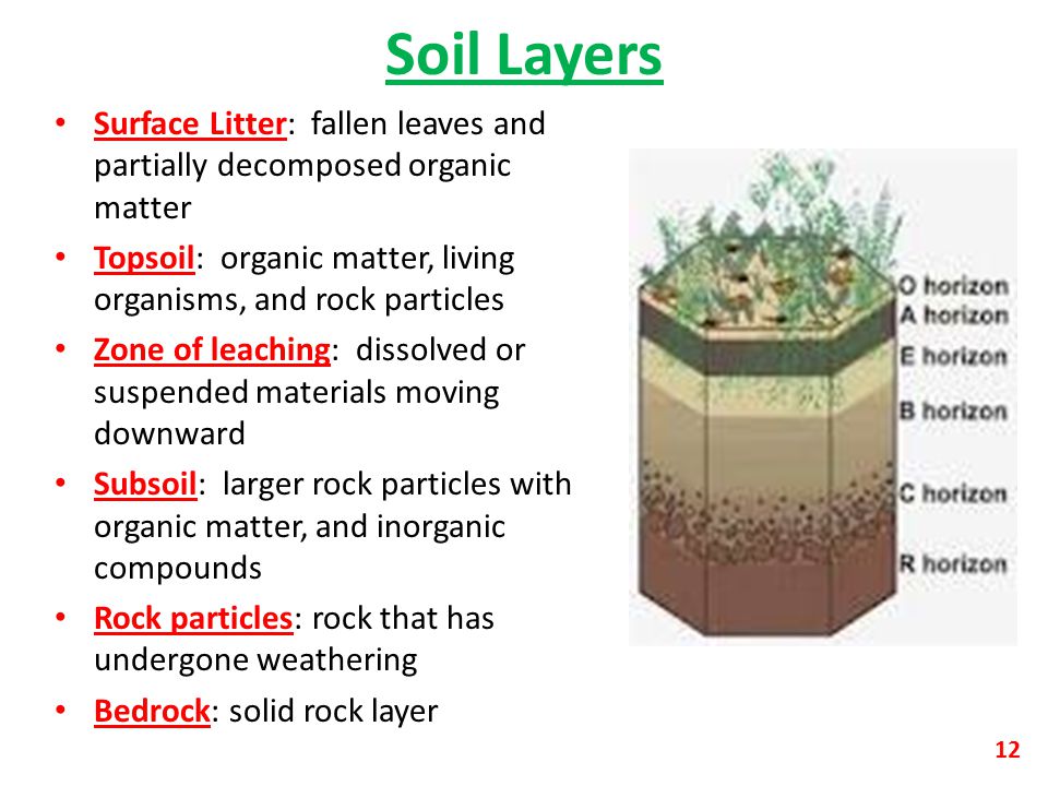 Soil Layers Surface Litter: fallen leaves and partially decomposed organic matter. Topsoil: organic matter, living organisms, and rock particles.