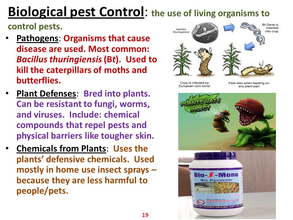 Biological pest Control: the use of living organisms to control pests.
