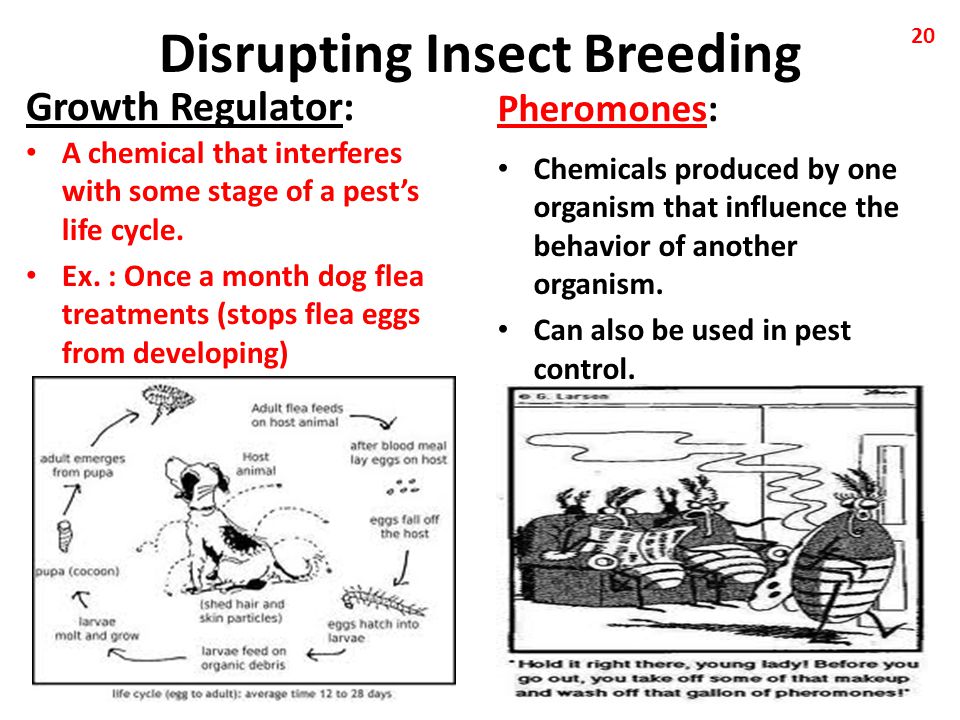 Disrupting Insect Breeding