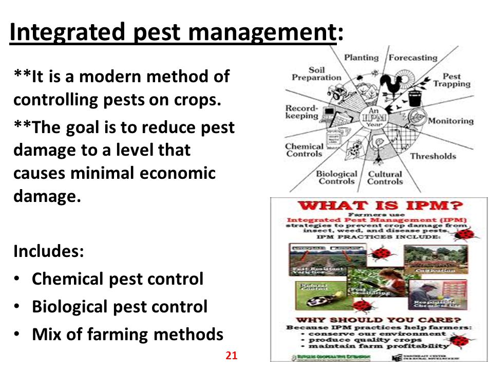 Integrated pest management: