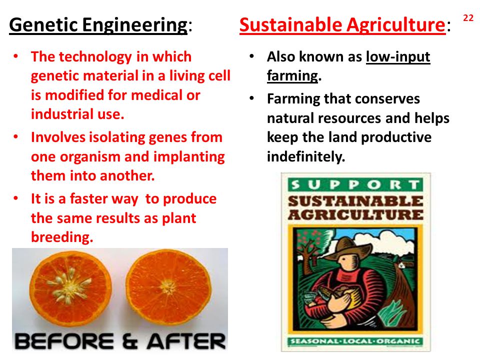 Genetic Engineering: Sustainable Agriculture: