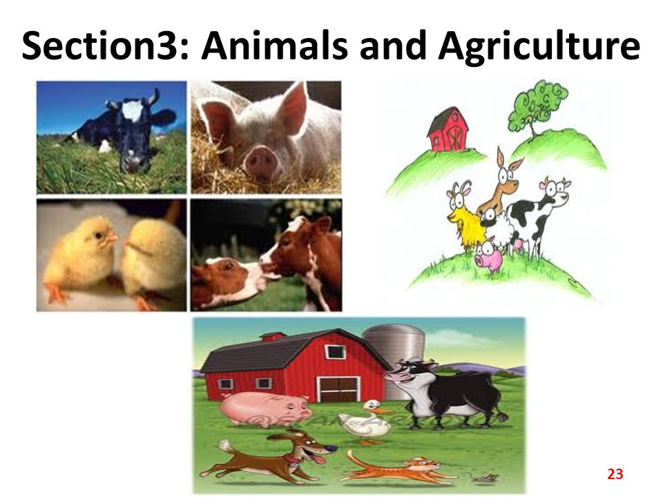 Section3: Animals and Agriculture