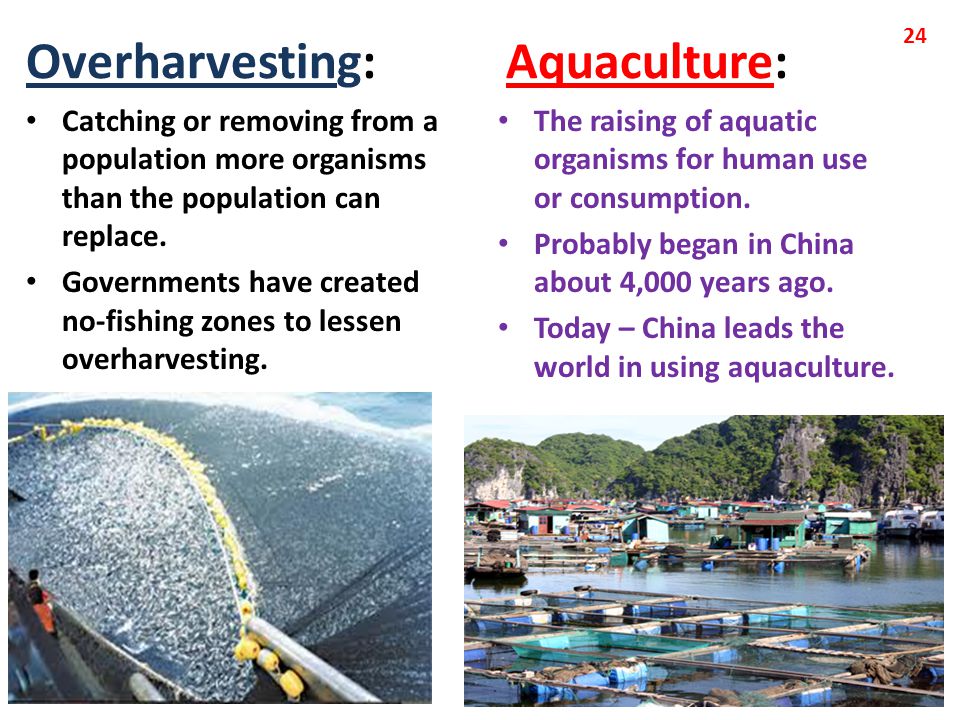 Overharvesting: Aquaculture: