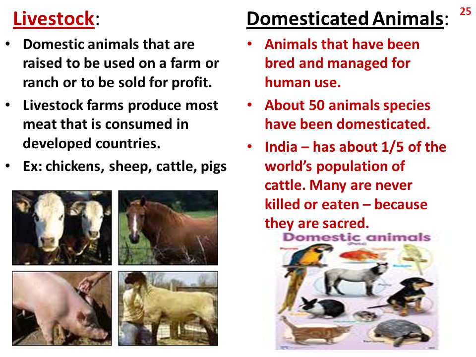 Livestock: Domesticated Animals: