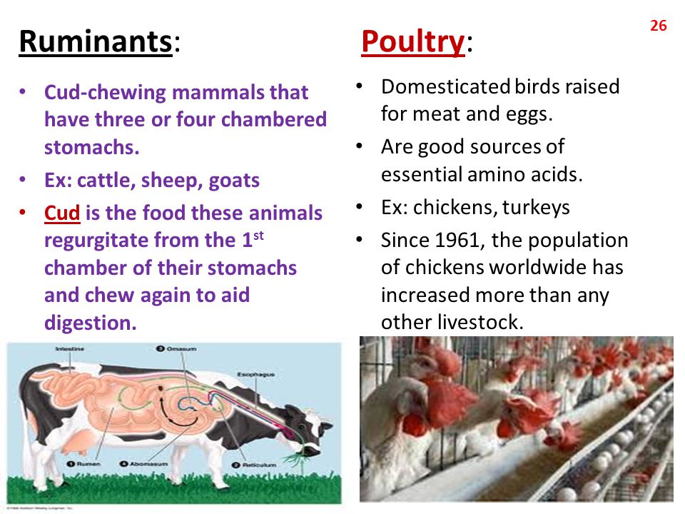 Ruminants: Poultry: Domesticated birds raised for meat and eggs.
