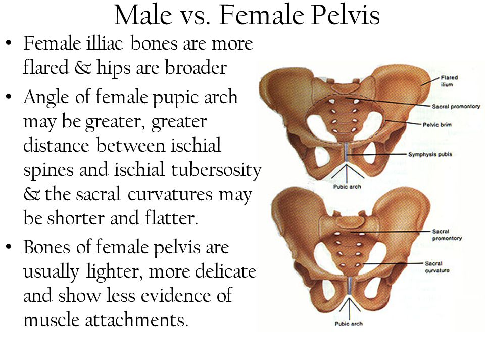 vs female pelvis skull of the skeleton ppt video online download. 