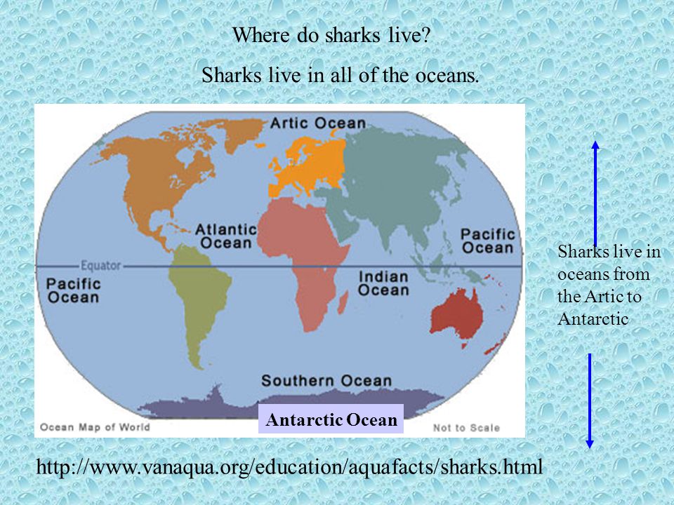 Sharks live in all of the oceans.