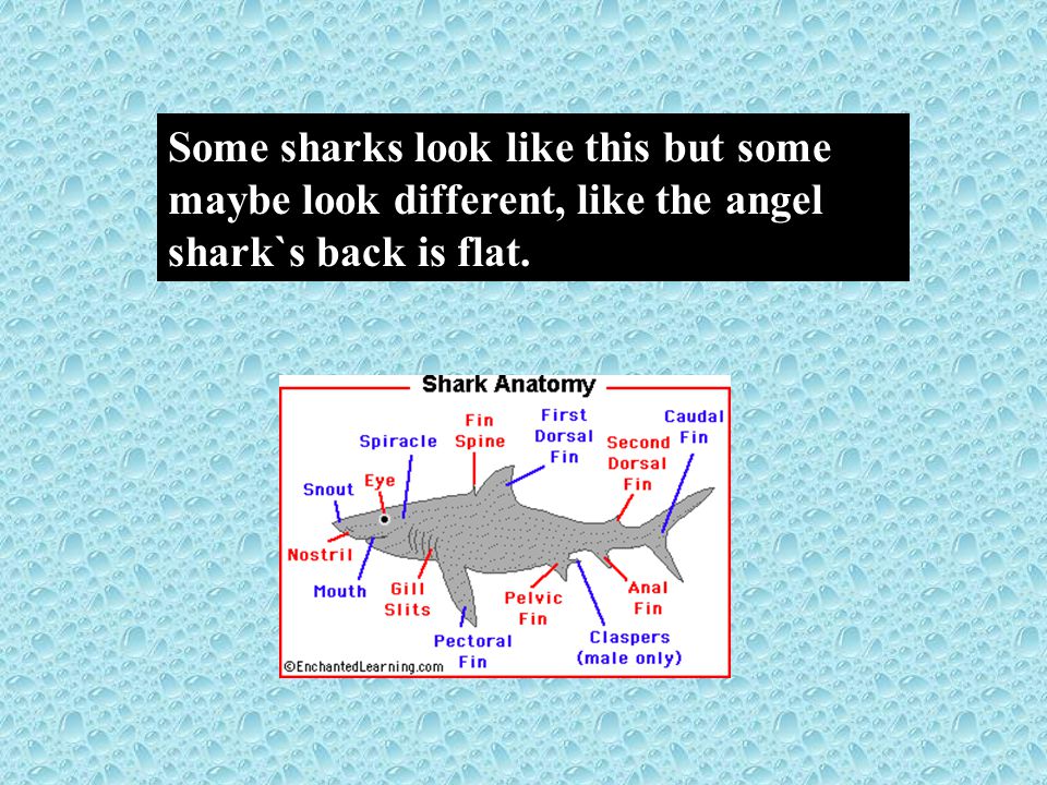 Some sharks look like this but some maybe look different, like the angel shark`s back is flat.