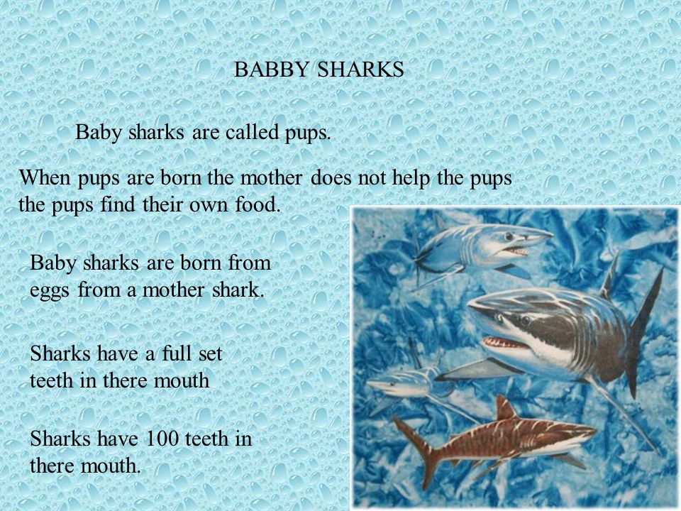 BABBY SHARKS Baby sharks are called pups. When pups are born the mother does not help the pups the pups find their own food.