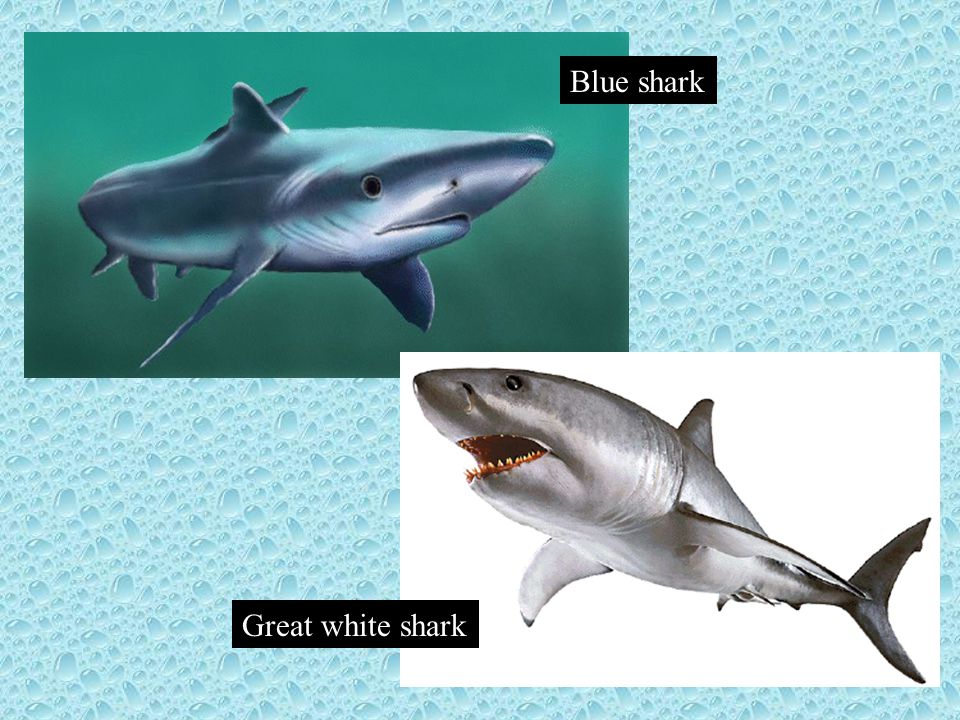 Blue shark Great white shark