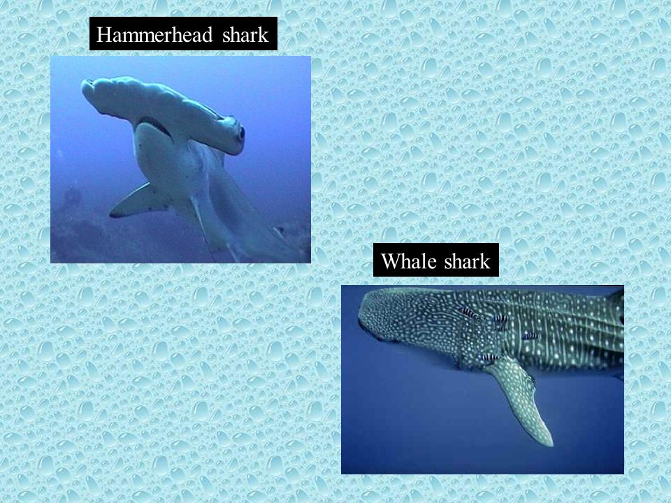 Hammerhead shark Whale shark