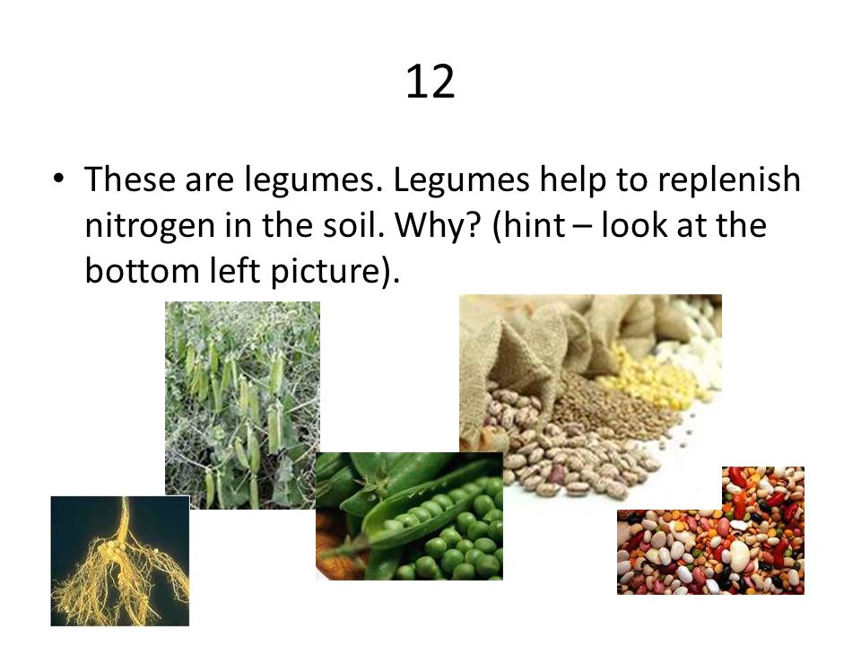 12 These are legumes. Legumes help to replenish nitrogen in the soil.