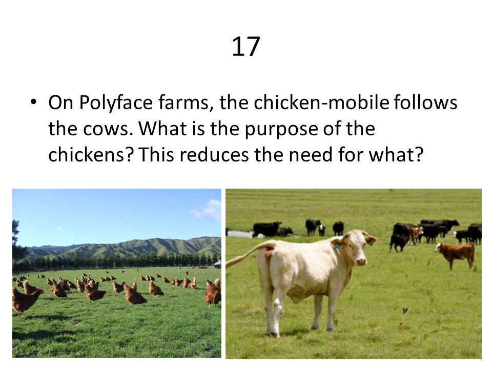 17 On Polyface farms, the chicken-mobile follows the cows.