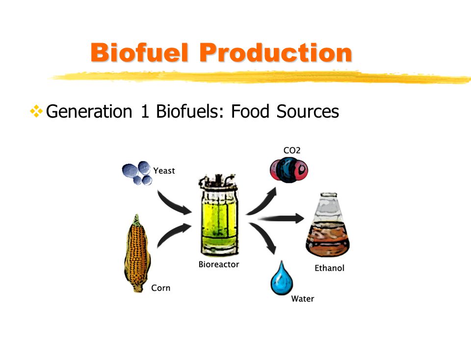 Biofuel Production Generation 1 Biofuels: Food Sources