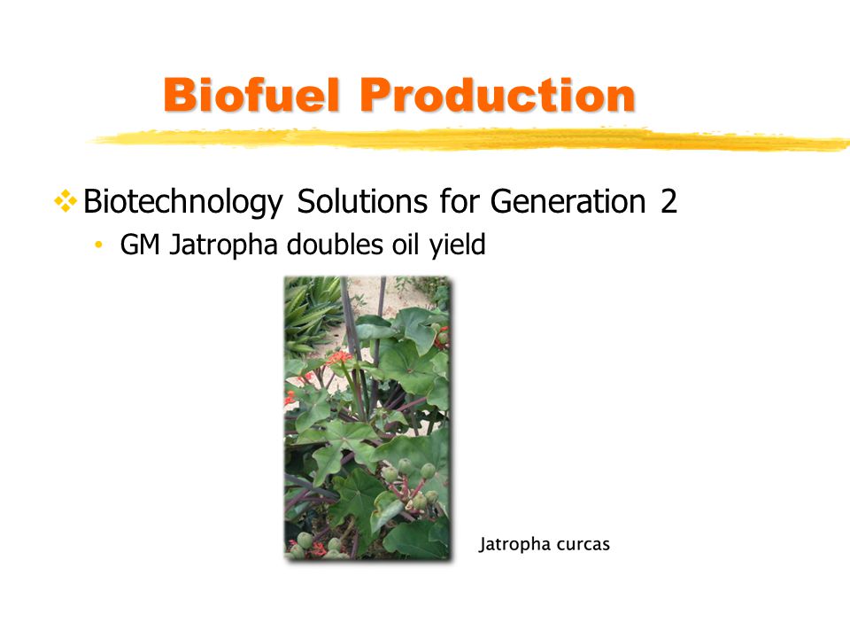 Biofuel Production Biotechnology Solutions for Generation 2