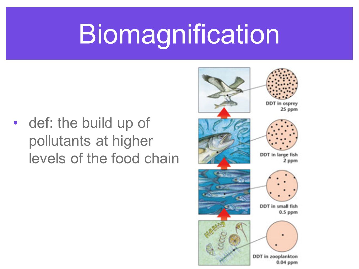 Biomagnification def: the build up of pollutants at higher levels of the food chain