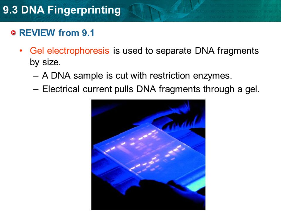 REVIEW from 9.1 Gel electrophoresis is used to separate DNA fragments by size. A DNA sample is cut with restriction enzymes.