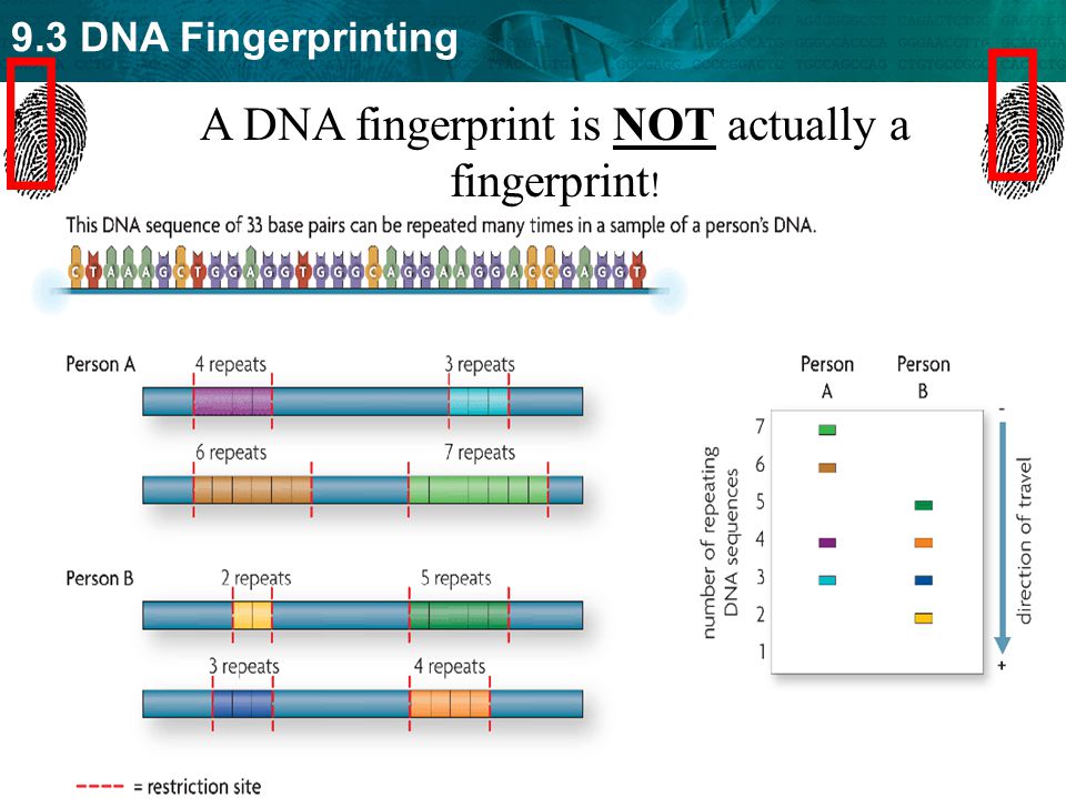A DNA fingerprint is NOT actually a fingerprint!