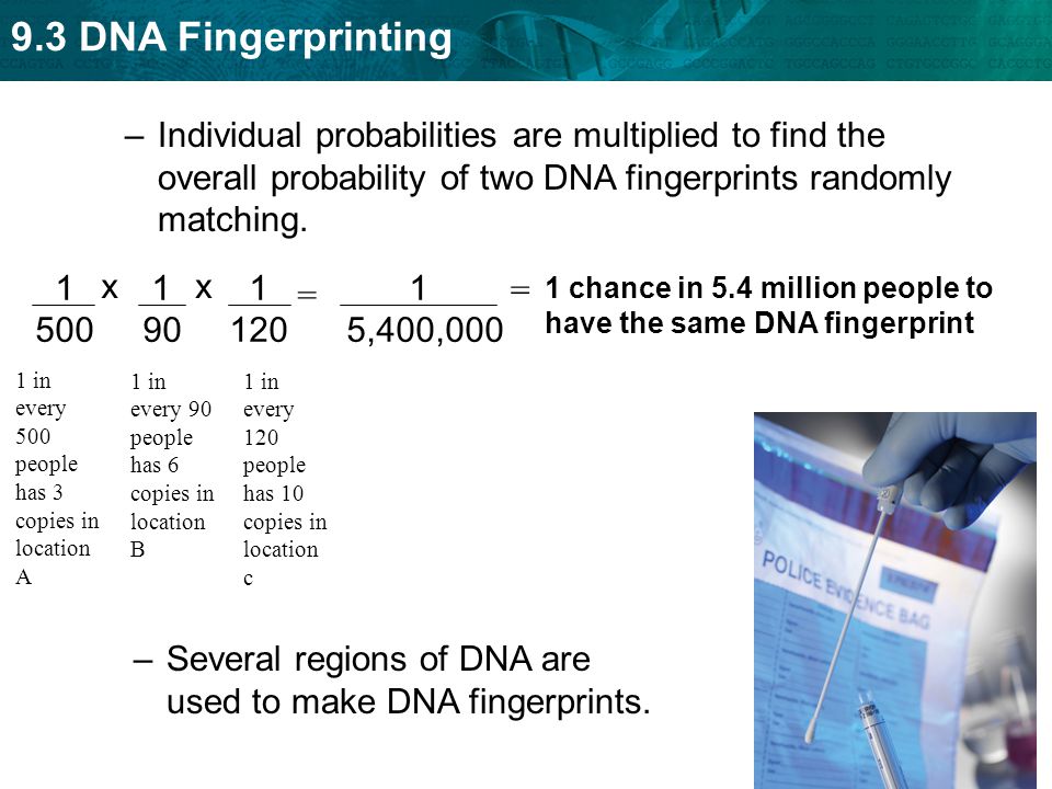 Several regions of DNA are used to make DNA fingerprints.