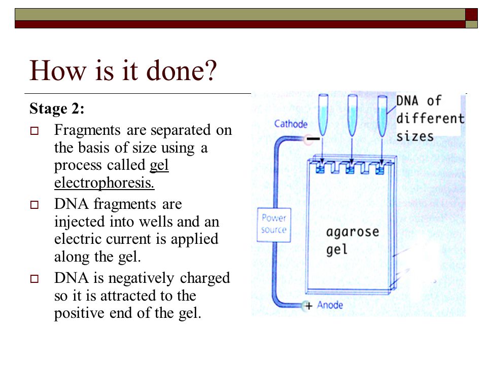 How is it done Stage 2: Fragments are separated on the basis of size using a process called gel electrophoresis.