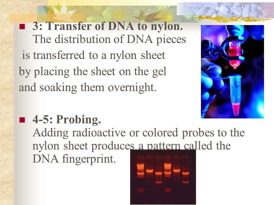 3: Transfer of DNA to nylon. The distribution of DNA pieces