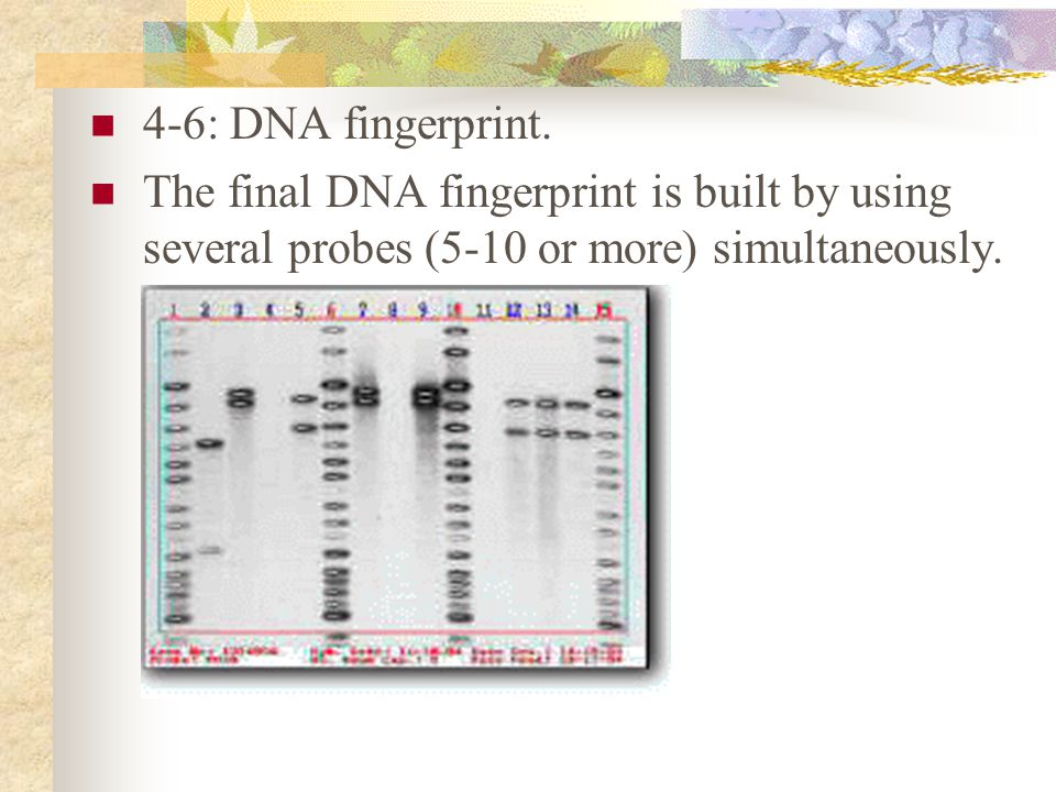 4-6: DNA fingerprint.