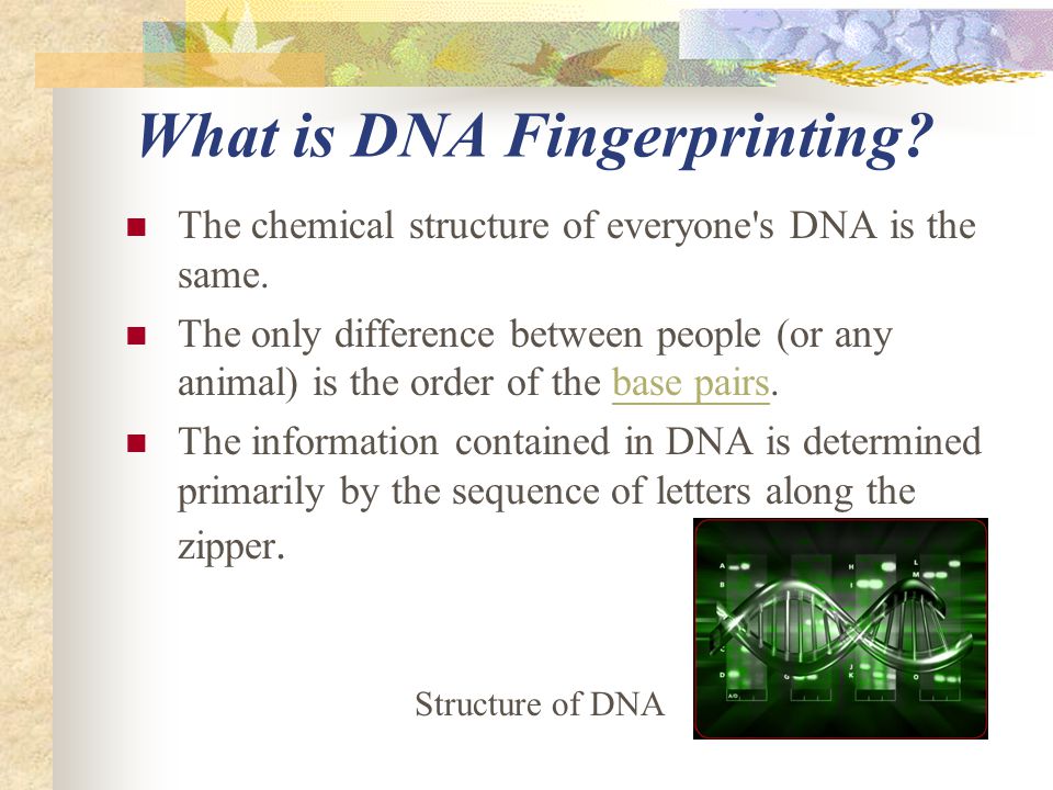 What is DNA Fingerprinting