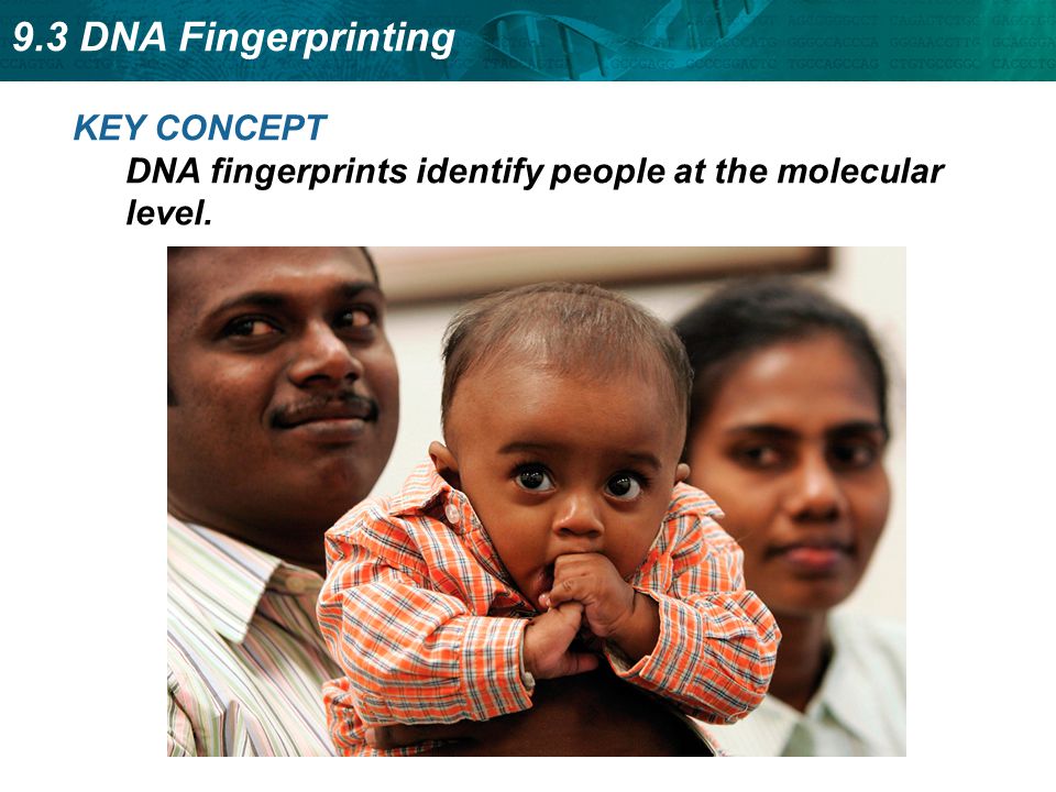 KEY CONCEPT DNA fingerprints identify people at the molecular level.