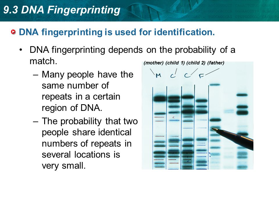 DNA fingerprinting is used for identification.