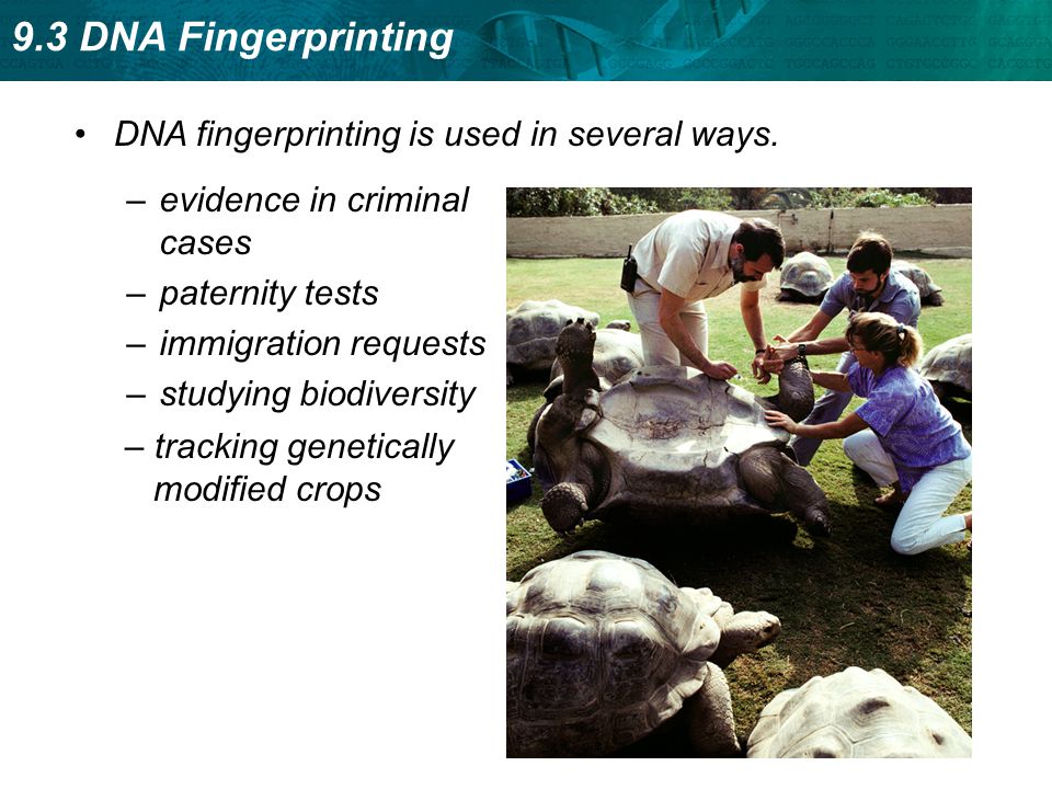 DNA fingerprinting is used in several ways.