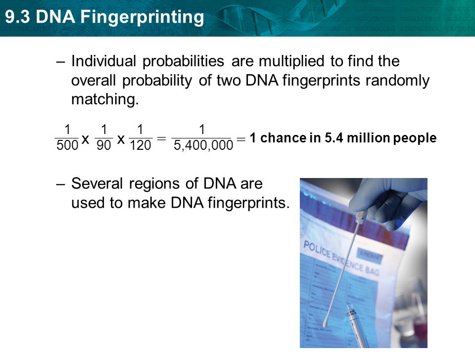 Several regions of DNA are used to make DNA fingerprints.